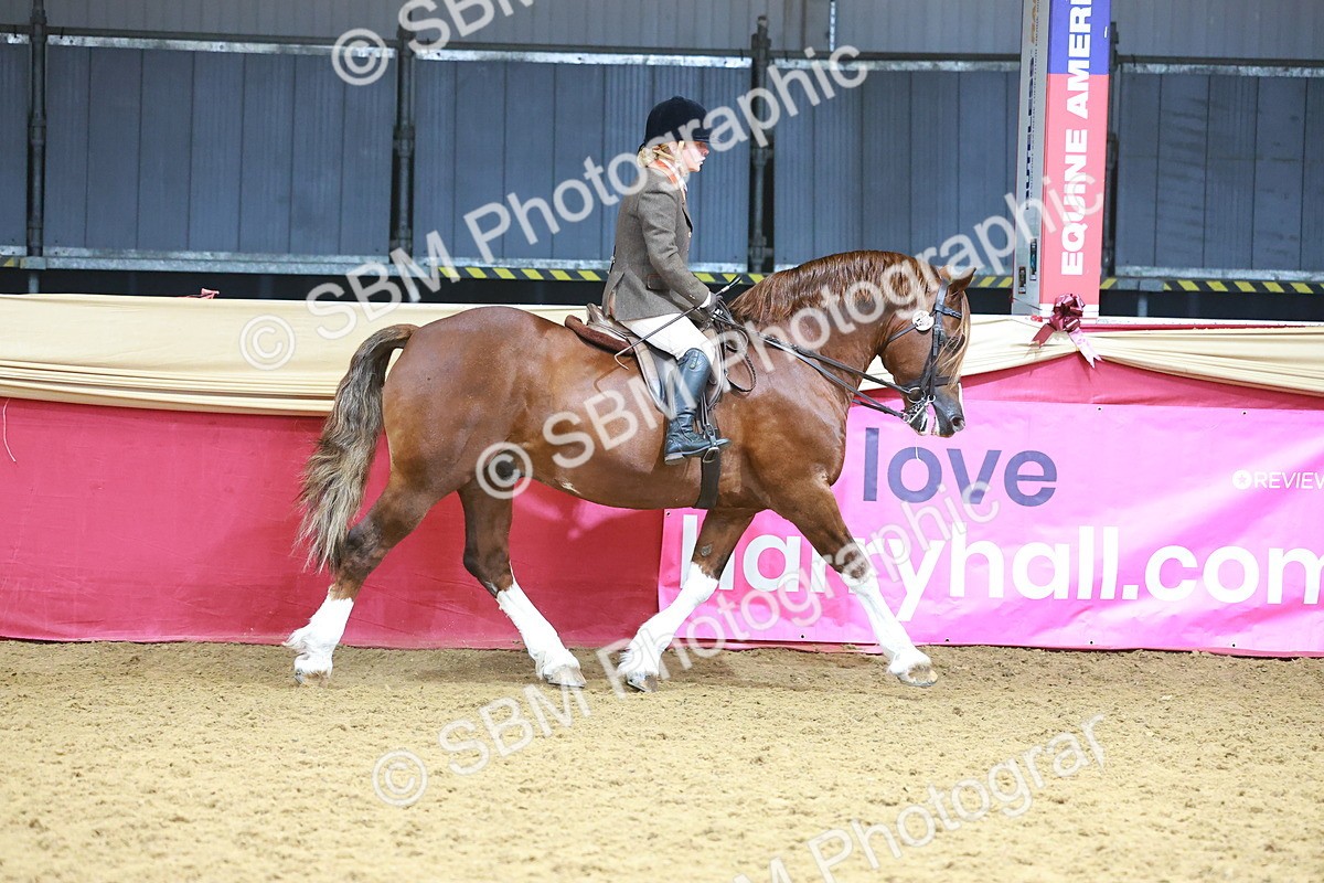 SBM_12408 - Class 103 - HOYS Veteran Qualifier - Ridden Pre Vet