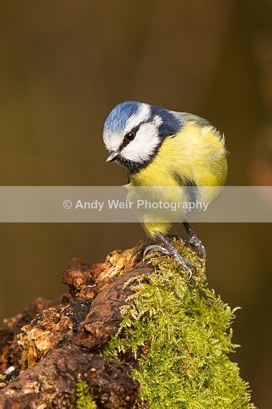 20120218-_MG_8888 - Blue Tit