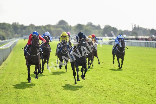 141023-Race 1-Purosangue-0529 - Race 1 1.15pm Coral Rockingham Stakes
