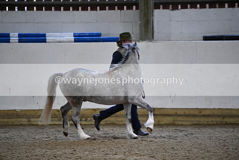 WJ5_5214 - Class 4 In hand M&M - small breeds