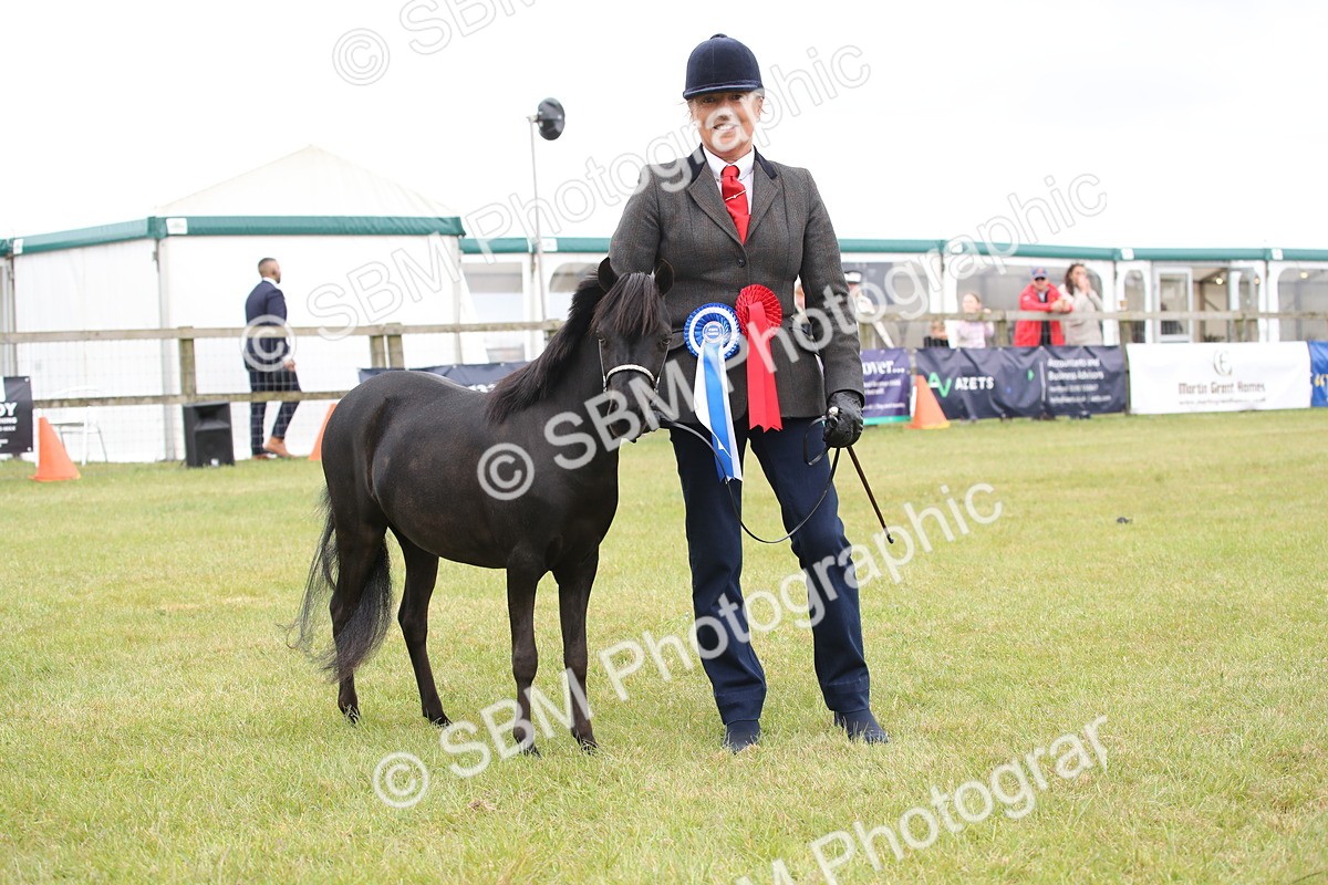 SBM_03555 - Class 23-25 - British Miniature Horse of the Year