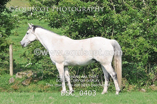 DSC_0403 - ARCHIVE REQUEST - Quincy and Guinness