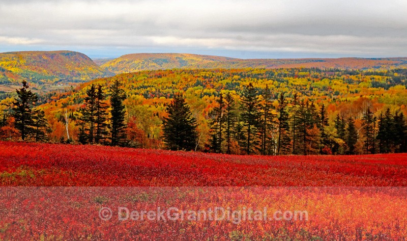 Autumn Foliage New Brunswick Canada - Autumn Foliage