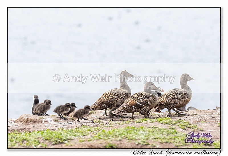 190604-untitled-8E0A4962-Edit - Eider Duck