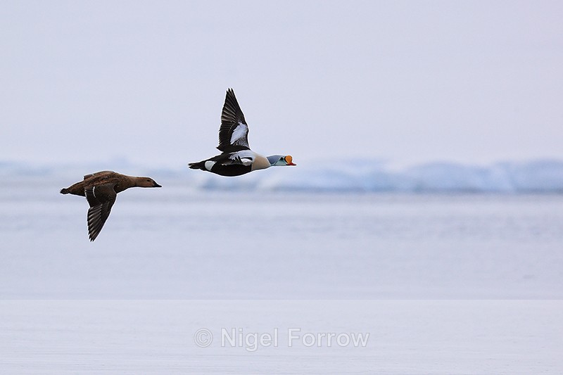 King Eider pair in flight, Spitsbergen, Svalbard - King Eider