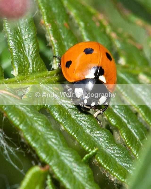 20110820-IMG_6334 - Insects