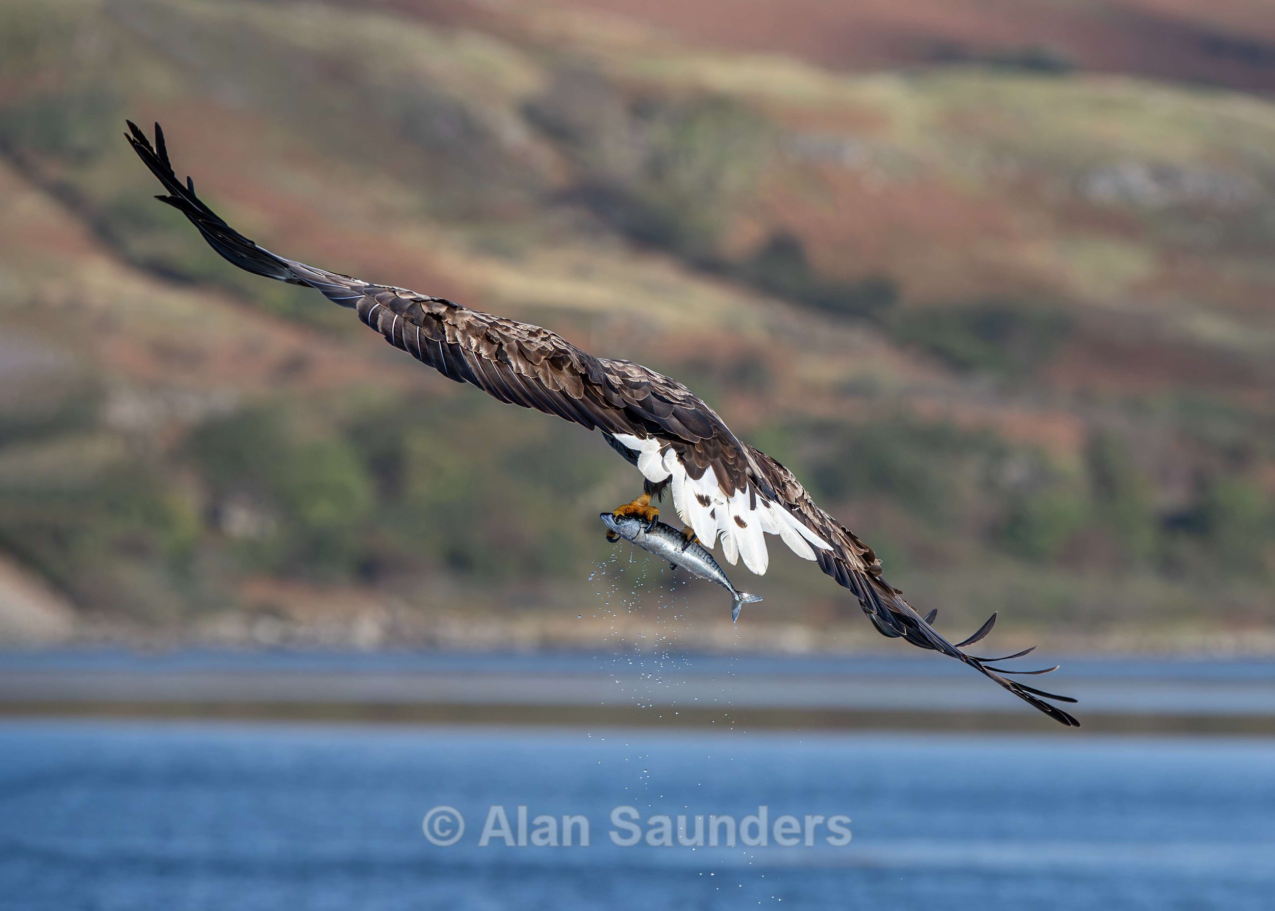 White Tailed Eagle 75