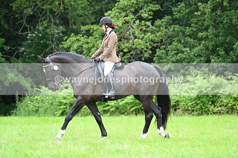 WJ7_3847 - Class 14A Handsome Gelding