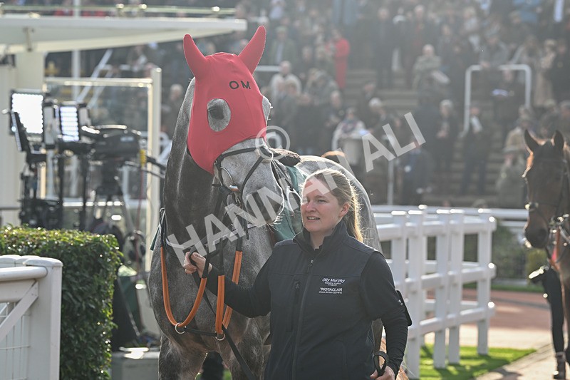 151124-Race 2-Paddock-Resplendent Grey-7347 - Race 2