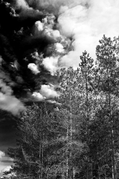  - Black and White