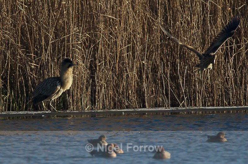 Bittern takes off at the sight of a fluffed-up Bittern - Bittern