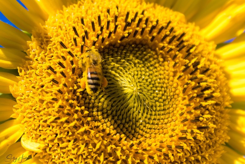 Sunflower and Bee 23