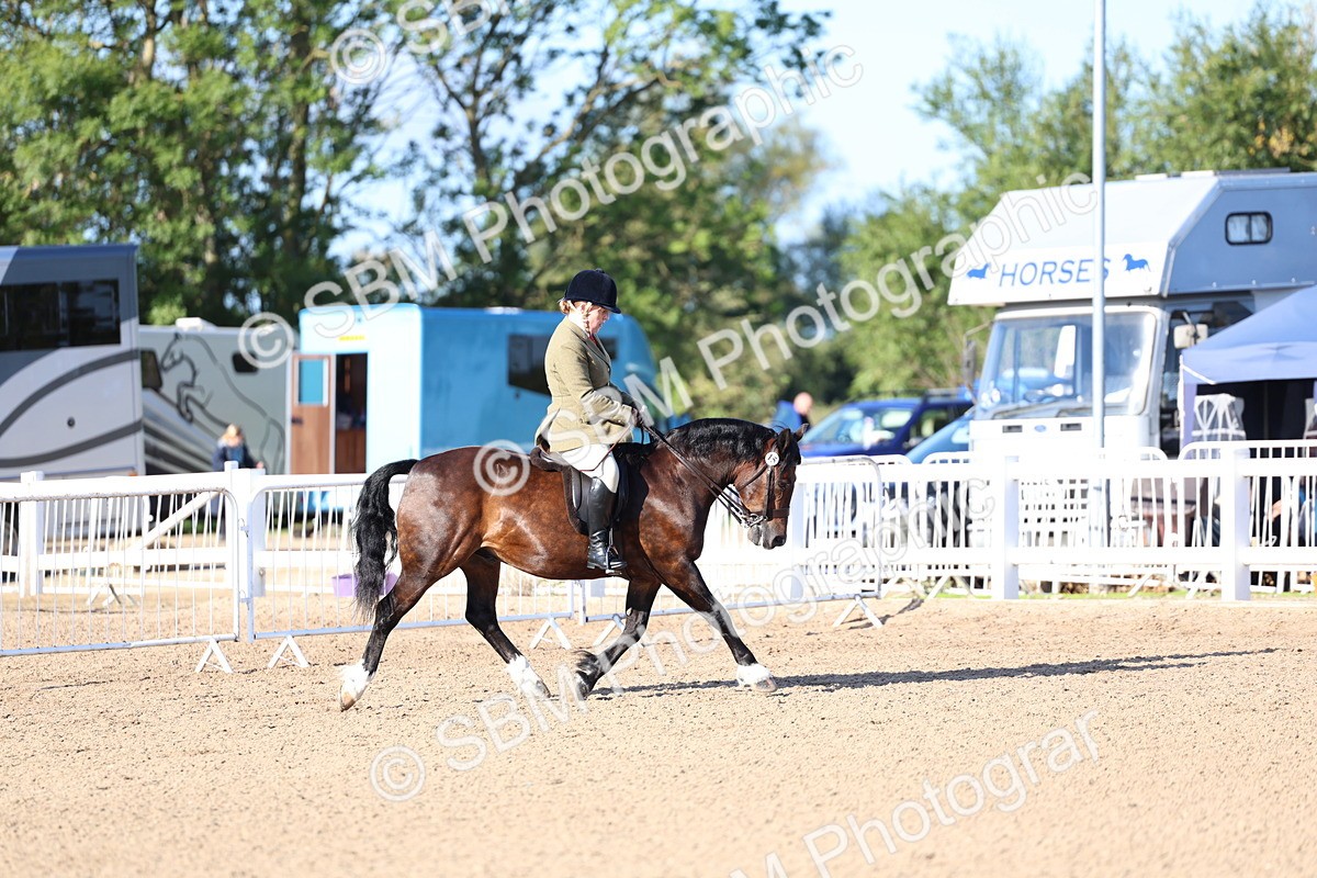 SBM_08813 - Class 302 - Ridden M&M - Large Breeds