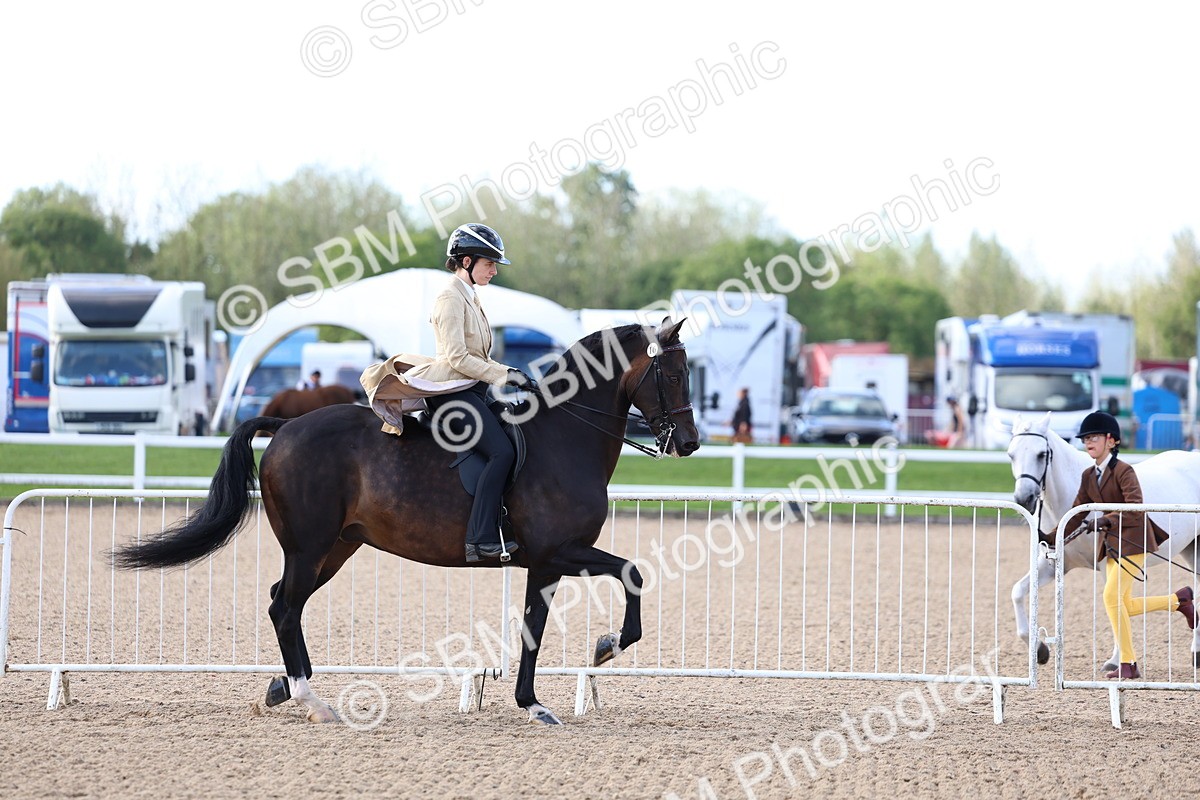 SBM_09094 - Class 303 - Ridden Pure Bred Horse Pony