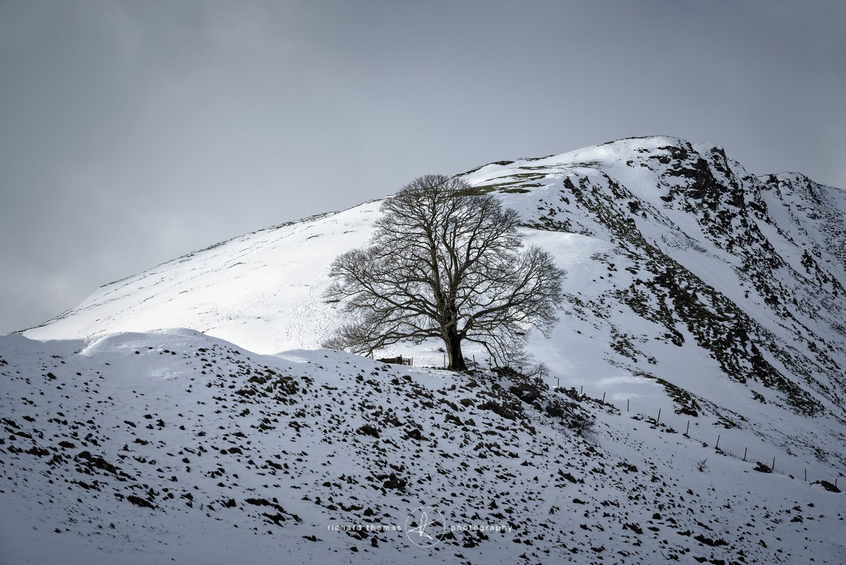 Chrome tree - WINTER