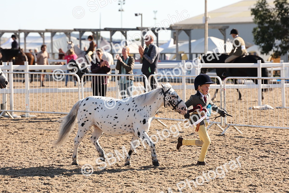 SBM_11705 - Class 203 - Young Handler 11 to 16 years