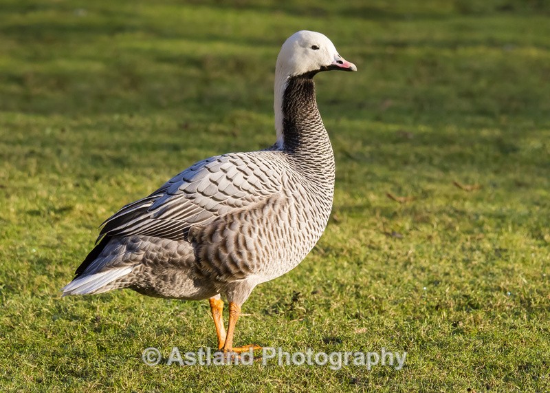 Astland Photography, Bird and Wildlife Images, Susan and Peter Wilson, U.K.