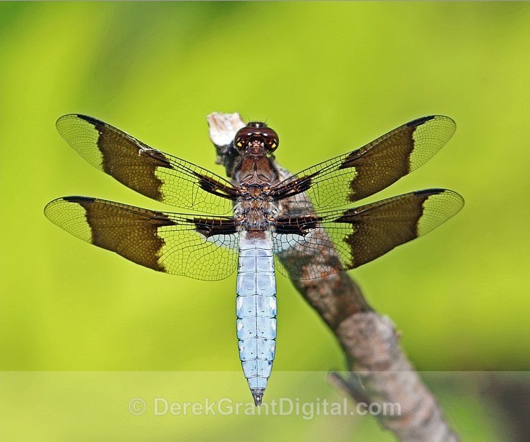 Common Whitetail(Plathemis lydia) - Male - Dragonflies of Atlantic Canada