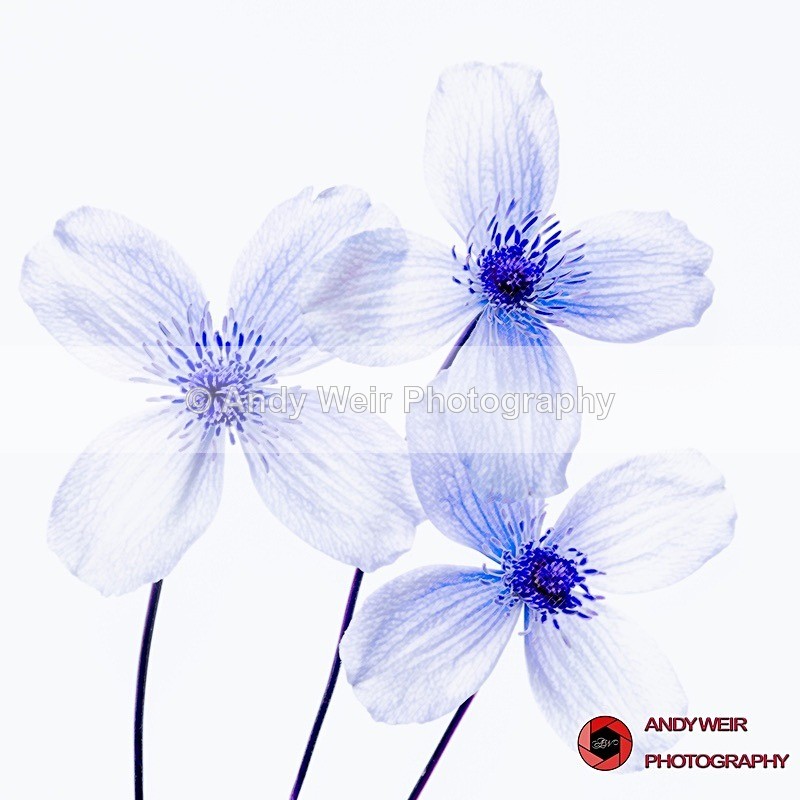 190423-untitled-1L4A1001-Edit - Plants & Flowers