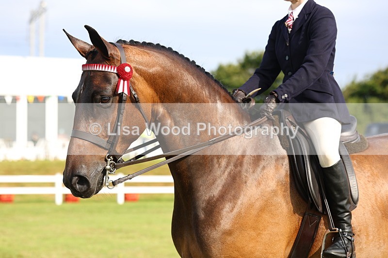 3E7A8149 - Class 2: Rising Star Large Hack/Riding Horse