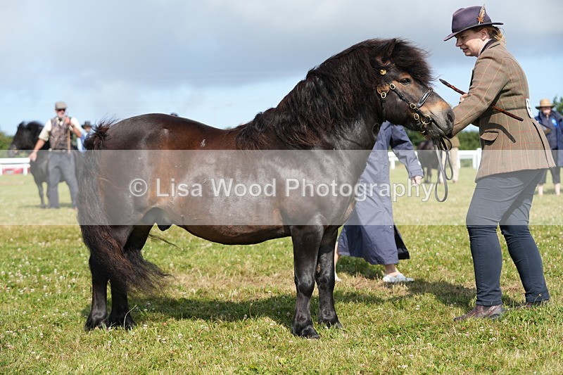 DSC05320 - Class 49: NPS Shetland 4 years and over
