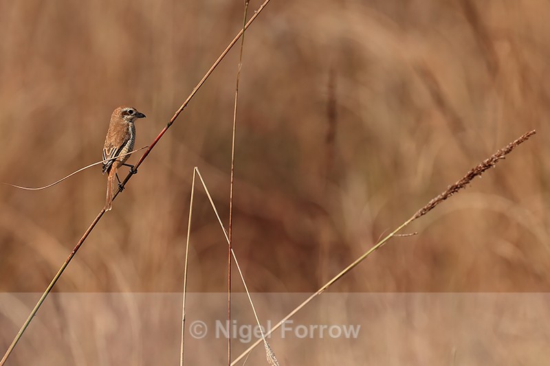 Red-tailed Shrike (juvenile) back view, Bandhavgarh Reserve, India - Red-tailed Shrike
