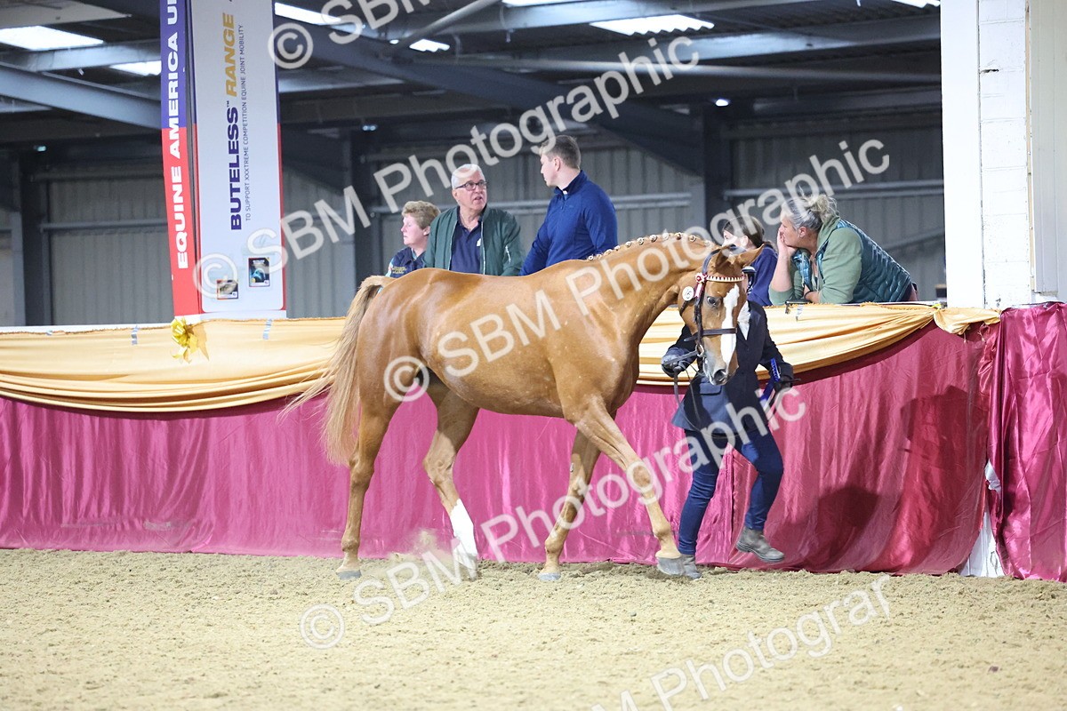 SBM_19084 - Class H Foreign Breeds Champ