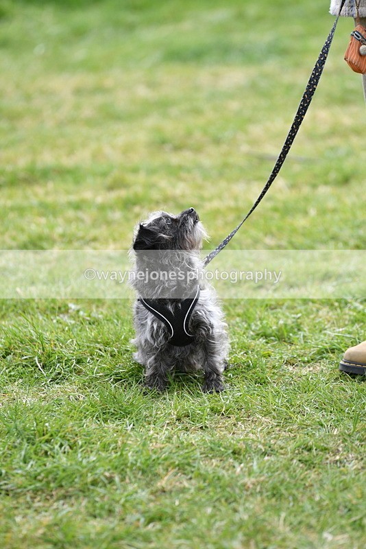 WJ5_9335 - Class 1 Best Cross Breed / Heniz 57