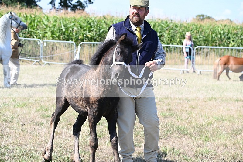 WJ6_4678 - Class 17 Mountain & Moorland