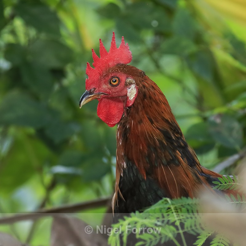 Red Junglefowl (male), Opaekaa Falls, Kauai - Red Junglefowl