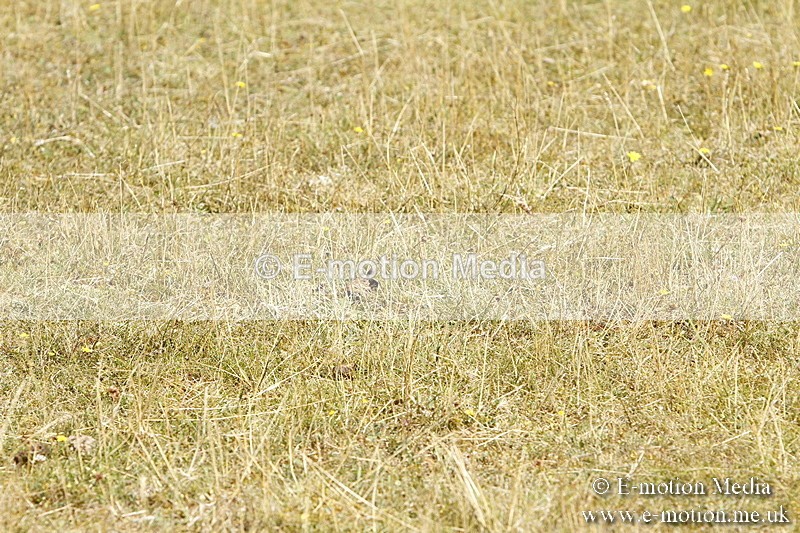 _BS_0827 - BVRC Show 2018 Ring 1