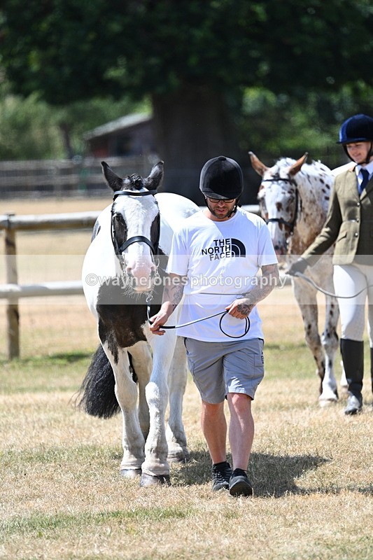 WJ7_2436 - Class 5a Most Handsome Gelding in hand (above 14.2hh)