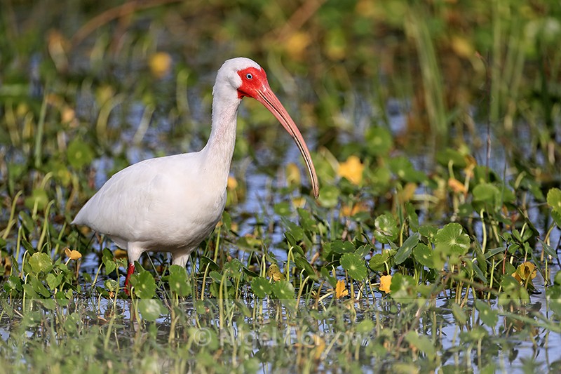 White Ibis, Viera Wetlands, Florida - White Ibis