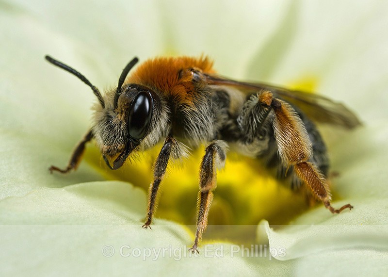 Andrena haemorrhoa (f) - Andrena haemorrhoa