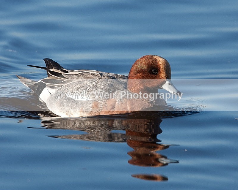 20081128-IMG_0769 038 - Wigeon