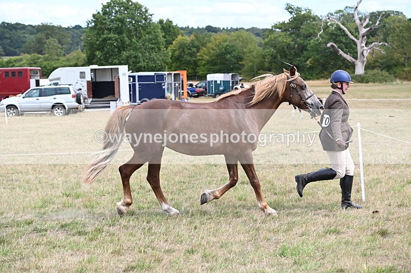 WJ6_5916 - Class 19 In-hand Veterans (Uploaded correct folder)