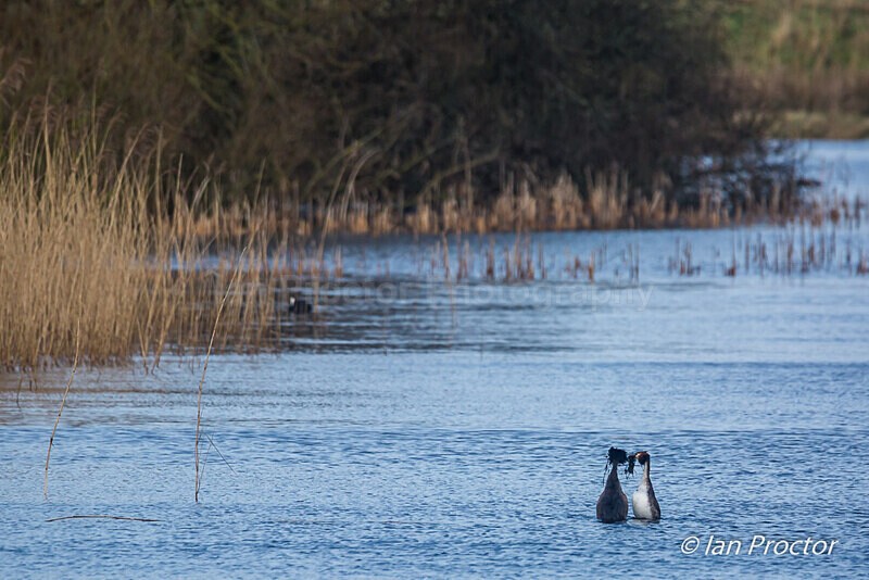 Courting Ritual 4 of 6 - Great Crested Grebes - Nature