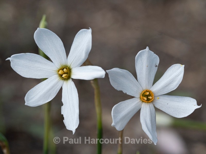Autumn narcissus (Narcissus serotinus) - Flower Portraits