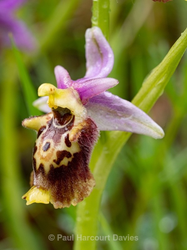 Apennine Late Spider orchid (Ophrys dinarica also Ophrys fuciflora ssp dinarica). - Wild Orchids - 1