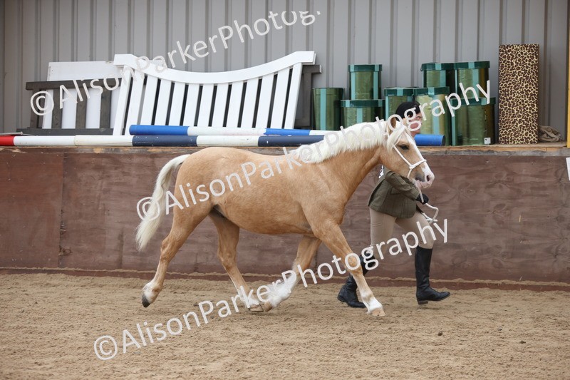 20251109-0832 - Class 25 - Yearling, Colt, Filly or Gelding