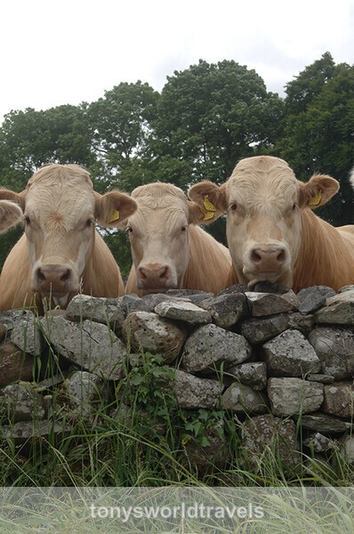 Three Curious Cows looking over a  wall, Ireland - IRISH FARM ANIMALS
