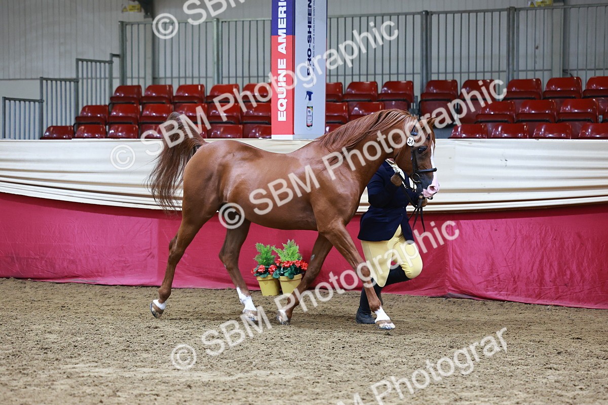 SBM_22289 - Class 902 - Supreme Final - IH Diamond