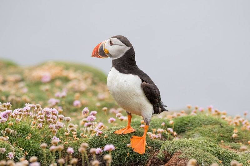 Cute Puffin 14