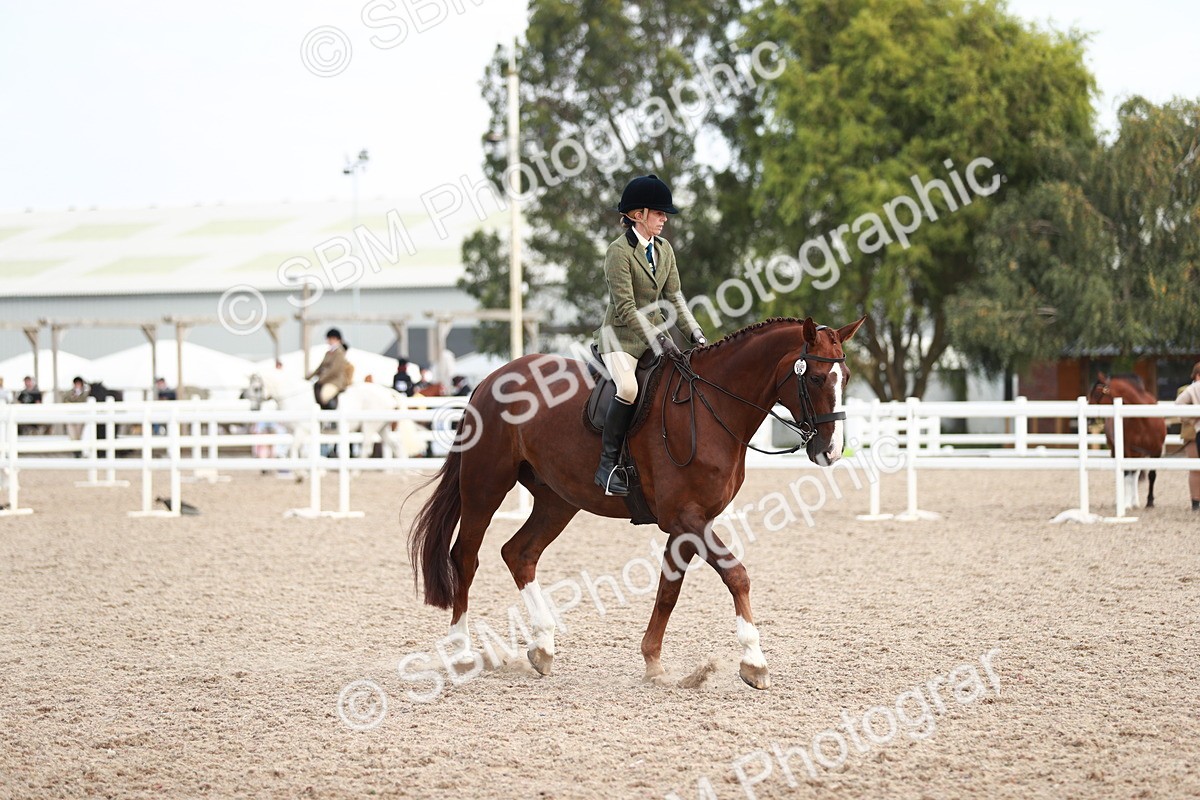 SBM_15540 - Class 213 Ridden Hunter -Large