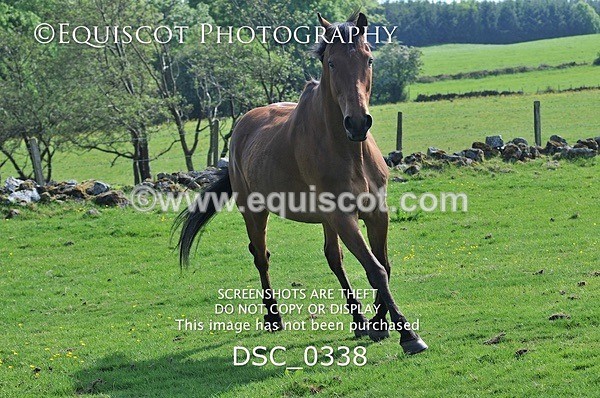 DSC_0338 - ARCHIVE REQUEST - Quincy and Guinness