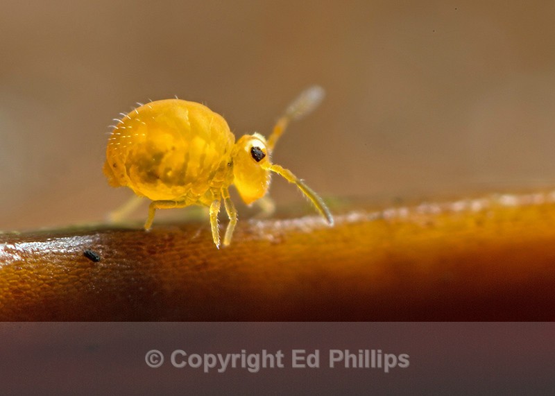 Sminthurinus aureus - Sminthurinus aureus