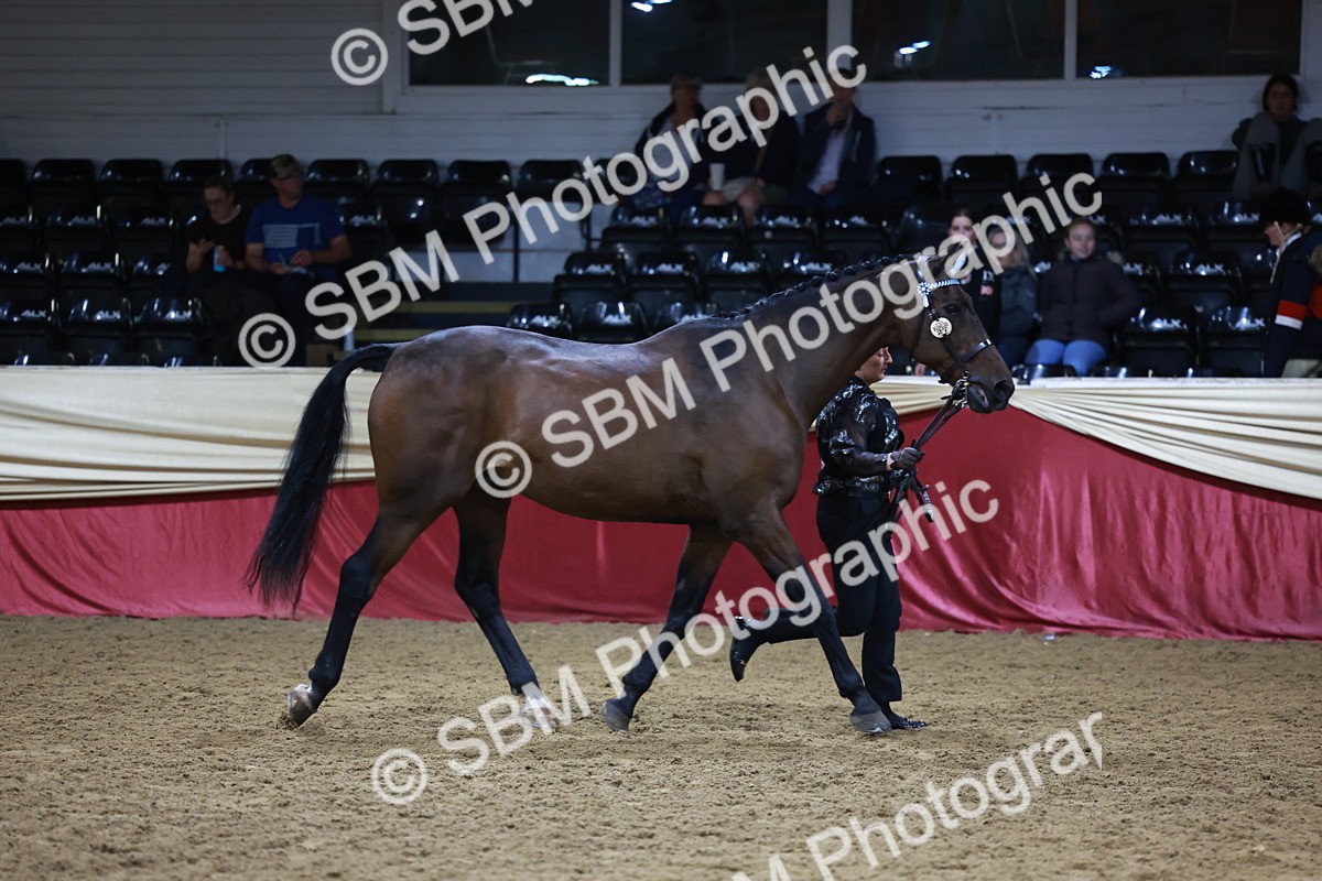 SBM_20631 - Class I - Ridden Pony Champ