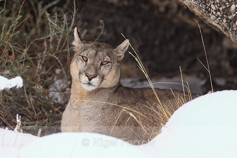 Puma Petaca at Laguna Goic in snow, Torres del Paine, Chile - Puma