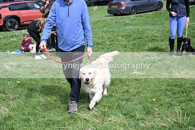 WJ6_9046 - Class 8 Best Working / Gun Dog or Bitch