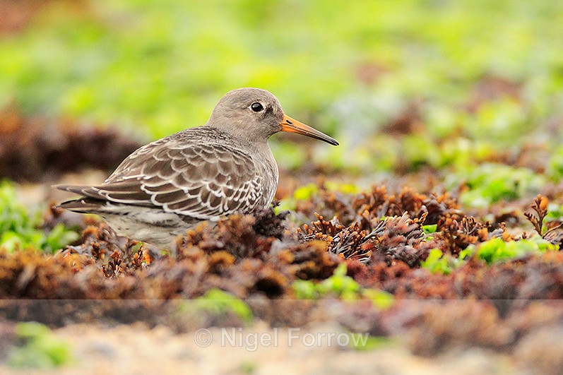 Purple Sandpiper amongst the seaweed near the Sandbanks chain ferry - Purple Sandpiper